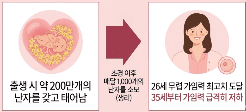 난소 나이